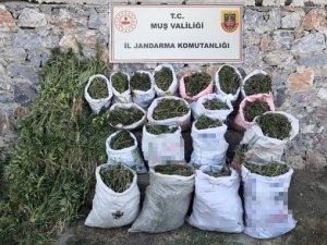 Muş’ta 184 Kilogram Kubar Esrar Ve 6 Bin 338 Kök Kenevir Bitkisi Ele Geçirildi