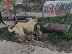 Ön Ayaklarını Kullanamayan Yavru Tedavisinin Ardından Annesinin Yanına Koştu
