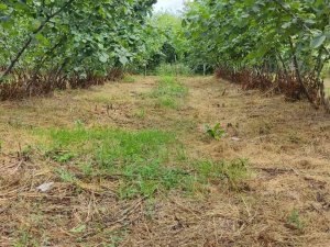 Terme’nin Fındık Bahçeleri Türkiye Ve Dünyaya Örnek Olacak