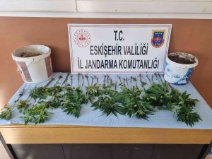Kendine Ait Olmayan Evin Bahçesine Kenevir Eken Şüpheli Yakalandı