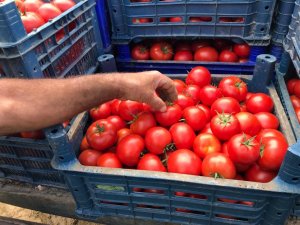 Büyükşehir’in Kurduğu Modern Seralardaki Verim Üreticiyi Sevindirdi