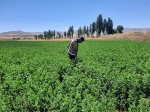 Bayburt’ta Yem Bitkileri Kontrolleri