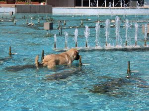 Aydın’da Sıcaktan Bunalan Köpeğin Havuz Keyfi