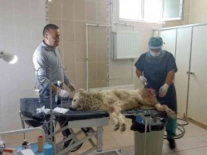 Bacağı Kangren Olan Köpek Tedavi Altına Alındı