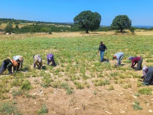 Kekik Üreticileri Oluşan Fiyattan Memnun Kalmadı