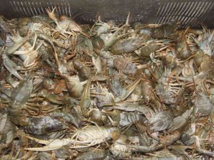 Beyşehirli Balıkçılar Kerevit İçin “Rastgele” Dedi