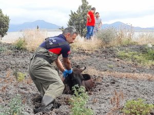 Balçığa Saplanan İneği İtfaiye Ekipleri Kurtardı