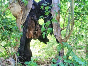 Yıldırım Düşen 600 Yıllık Çınar Ağacı Yıllara Meydan Okuyor