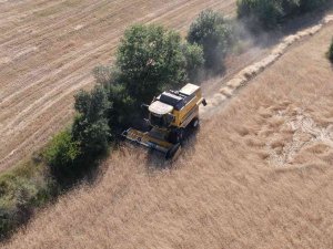 Buğdayın Atası ‘Siyez’de Hasat Başladı