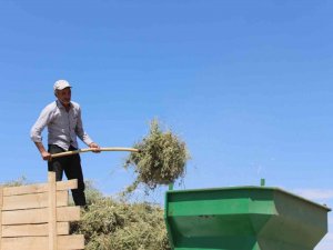 Görsel Şölen Sunan Mor Tarlalarda Hasat Başladı