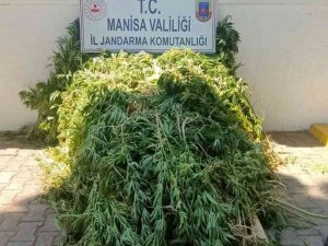 Ormanlık Alanda 605 Kök Kenevir Ele Geçirildi