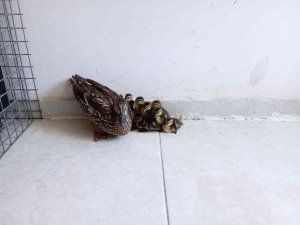 Anne Ördek Yavrularını Bırakmadı