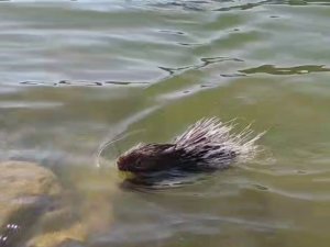 Siirt’te Oklu Kirpiye Dokunan 5 Bin Tl Ödeyecek