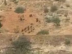 Aç Kalan Domuz Sürüleri Antep Fıstığı Bahçelerine Dadandı