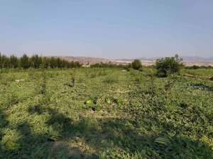 Korkuteli’de Kooperatif Karpuz Alımına Başladı