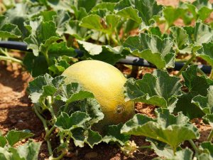 Çiftçilere Dağıtılan Fideler Meyve Verdi