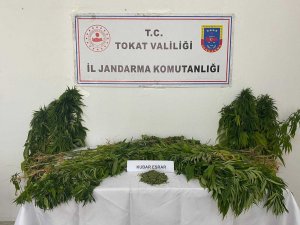 Tokat’ta Uyuşturucu Operasyonu, Bir Kişi Tutuklandı