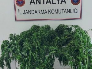 Alanya’da Serada 43 Kök Kenevir Ele Geçirildi