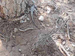 Kahramanmaraş’ta Çöl Varanı Görüldü