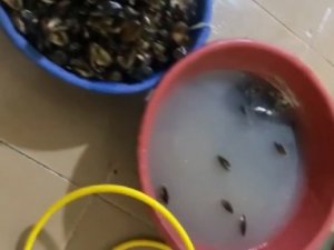 İ̇zmir’de Sağlıksız Koşullarda Üretilen 250 Kilogram Midyeye El Konuldu