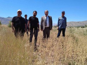 Erzincan’da İlk Defa Ekilen Çörek Otundan Verimli Sonuç Alındı