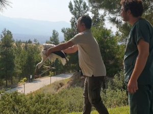 Yaralı Leylek Tedavisinin Ardından Özgürlüğe Kanat Çırptı