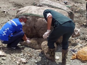 Yüksekova’da Ölmek Üzere Olan Çok Sayıda Köpek Kurtarıldı