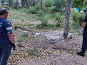 Hayvanları Aç Ve Susuz Bıraktı, Cezası Ağır Oldu