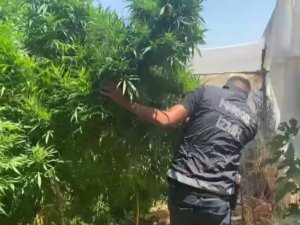 Zehir Tarlasına Polis Baskını: 4 Metrelik Kenevirler Yakalandı