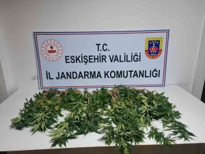Eskişehir’de 82 Kök Kenevir Ele Geçirildi