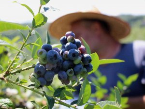 Çay Bahçesine Mavi Yemiş Dikti, Yılda 300 Bin Tl Kazanıyor
