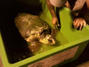 Yaralı Deniz Kaplumbağasına Ekodosd’dan Yardım Eli