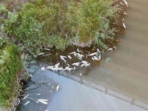 Toplu Balık Ölümleri Görenleri Tedirgin Ediyor