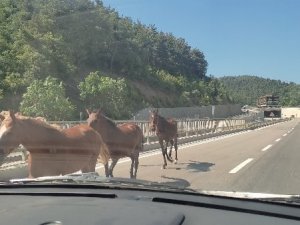 Bursa’da Başıboş Atlar Trafiği Birbirine Kattı