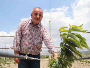 Yerden Hasat Edilecek Bodur Kirazlar Üreticinin Maliyetini Azaltacak