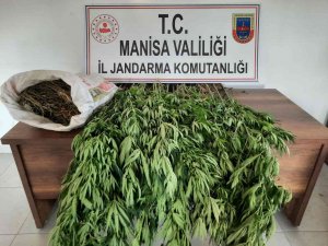 Ormanlık Alanda Kenevir Ve Kubar Esrar Ele Geçirildi
