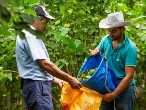 Fındıkta Yerli İşçi Sıkıntısı Kalmadı