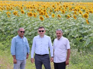 Çayırlı’da "Doğanın Sarı Gelini" Ayçiçeğinde Hasat Başladı