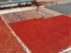 Şanlıurfa’da İsotun Acı Serüveni Başladı