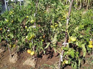 Öğrencilerin Diktiği Fideler Mahsul Verdi