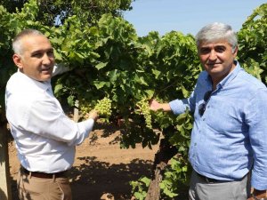 Üzümde Salkım Güvesine Karşı Biyoteknik Mücadele