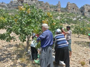 Mut’ta Fıstık Hasadı Başladı