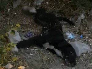 Can Çekişen Köpeklerin İmdadına Vatandaşlar Yetişti