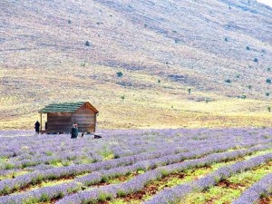 Kahramanmaraş’ta Lavantalar Görsel Şölen Sunuyor