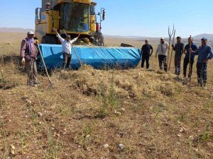 Elbistan’da İlk Kez Ekilen Kimyonun Hasadı Yapıldı