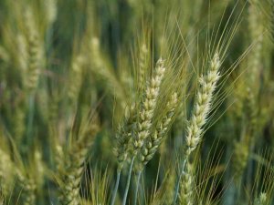 Üreticilere 3,5 Ton Buğday Tohumu Desteği