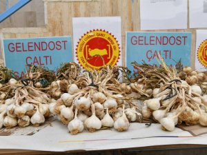 Çaltı Sarımsağına Coğrafi İşaret