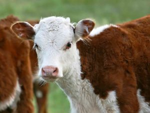 2021 Yılı Buzağı Desteklemesi Üreme Parametresi Değiştirildi