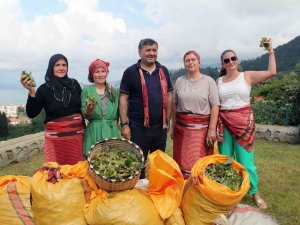 Giresun’da Fındık Hasat Şenliği Düzenlendi