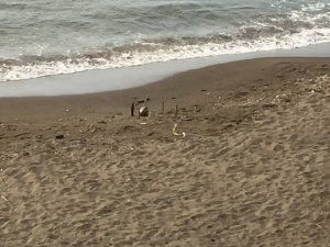 Rus Yapımı Mayın Tetikleyicisi Ordu Sahiline Vurdu